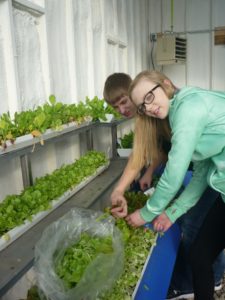 Justine and Dylan cutting lettuce