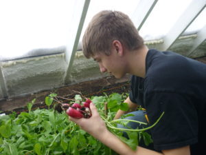 A student pulling radishes from the New London-Spicer school greenhouse